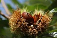 castagna Effetto reale L'Erbolario AGHD Srl